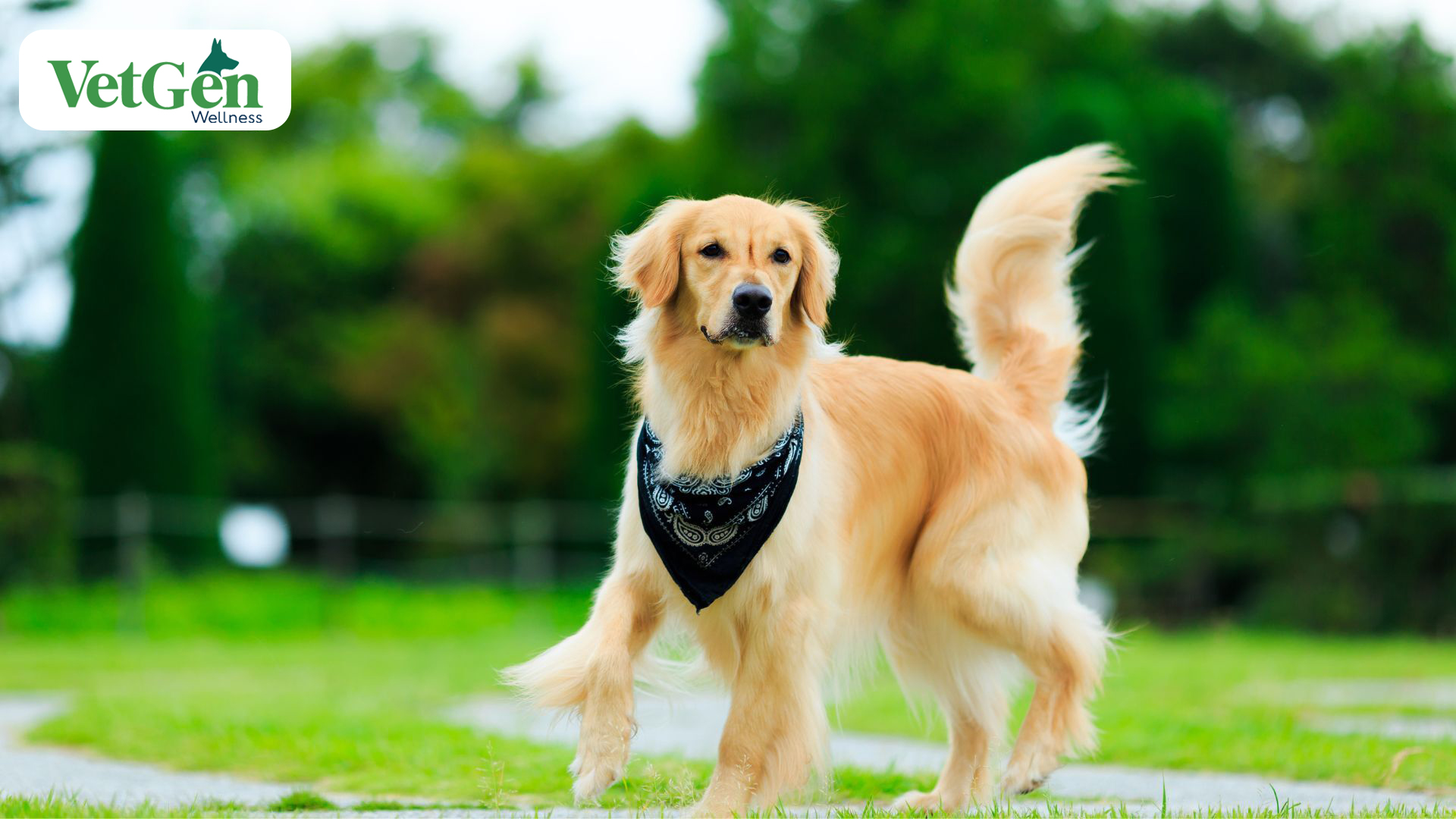 Show Golden Retrievers