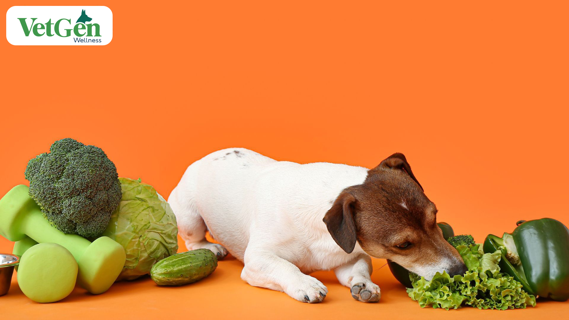Vitamins and Minerals for dogs