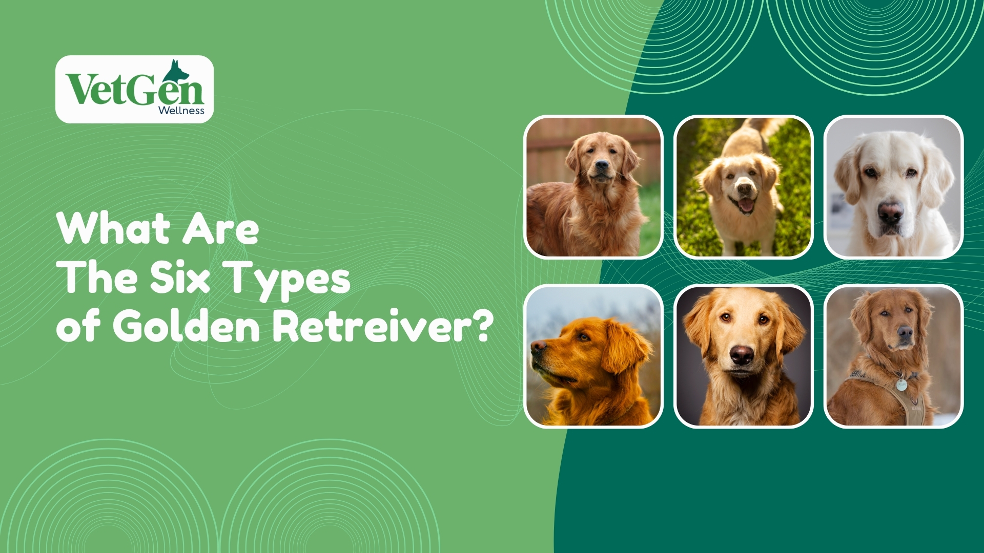What Are The Six Types of Golden Retrievers